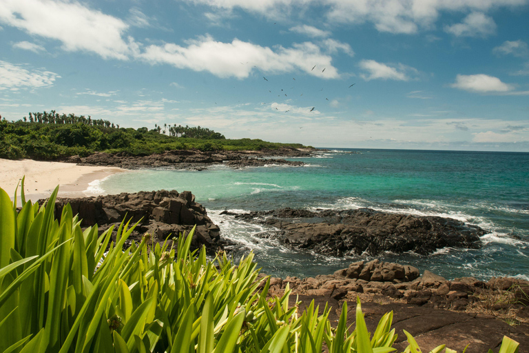 Pedasi: Whale Watching Tour + Isla Iguana