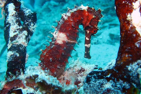 Vanuit Zanzibar Mnemba Eiland-Snorkelen Dagtour met Lunch