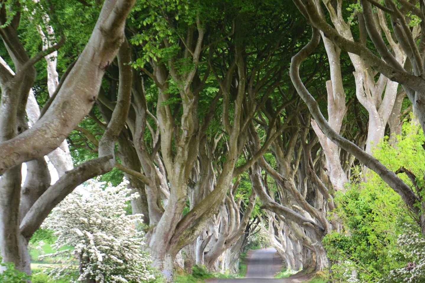 Excursión de medio día a la Calzada del Gigante desde Belfast por la tarde