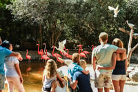 Maspalomas, Palmitos Park Ticket with Dolphin and Bird Shows - Housity
