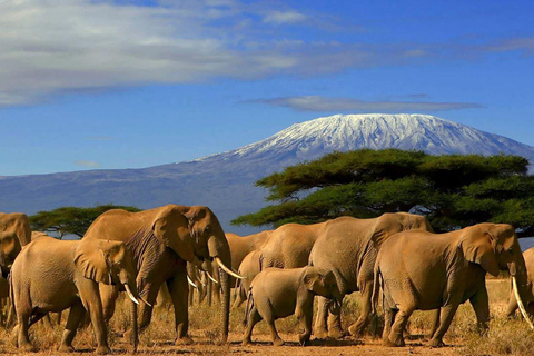 5-Daagse rondreis door Zululand - Hluhluwe, Isimangaliso en Drakensberg