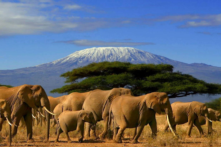 5-Daagse rondreis door Zululand - Hluhluwe, Isimangaliso en Drakensberg