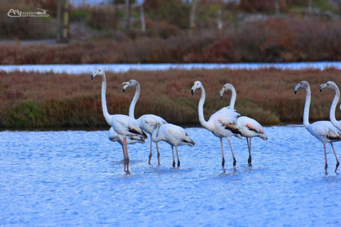 Durrës: City Tour & Karavasta Lagoon Day Trip