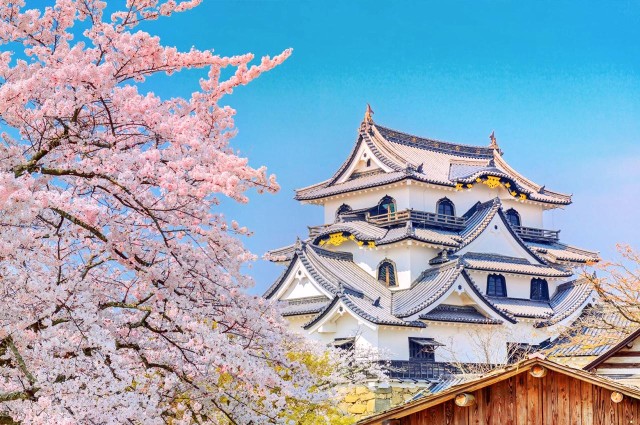 Visit Kyoto Cherry Blossom Viewing 1-Day Tour, Japan's Venice city in Budoni