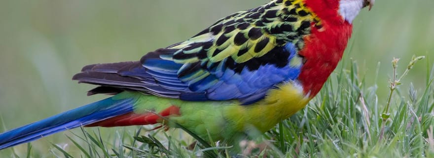 Canberra : visite nature avec déjeuner