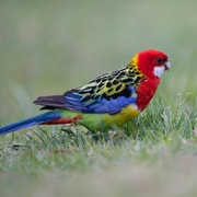 Canberra: Nature Tour with Lunch
