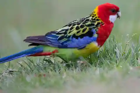 Canberra: Nature Tour with Lunch