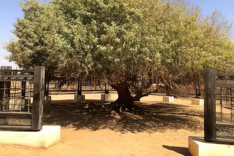 Amman: The blessed tree and Seven Sleepers Day Trip