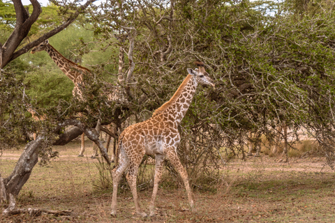 From Zanzibar: 1-Day Selous Safari with Flight & Lunch Selous Safari from Zanzibar – Without Transfer