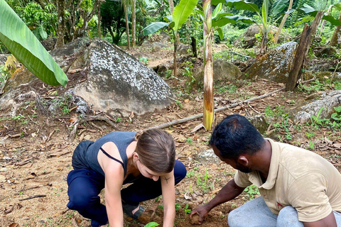 Colombo: Tour delle piantagioni di tè e delle tenute di gomma con pranzo