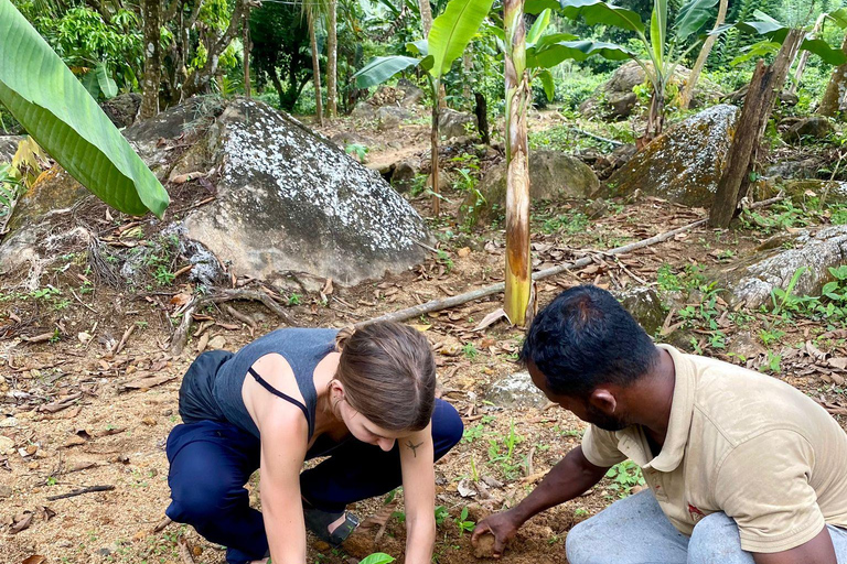 Colombo: Tour delle piantagioni di tè e delle tenute di gomma con pranzo