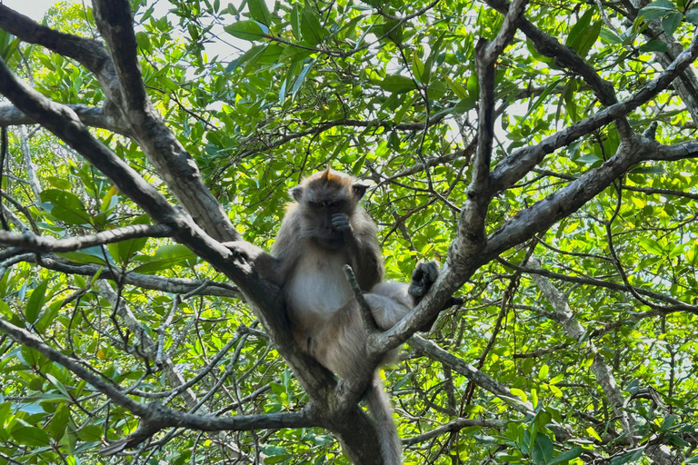 Langkawi: Kilim Geoforest Mangrove Tour with Fishing Trip Mangrove tour & Fishing 1-9 person