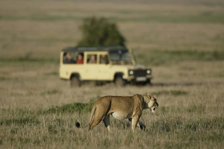 Tour nel Parco Nazionale del Serengeti e nel Cratere di Ngorongoro, partendo da ArushaEsplora il Parco Nazionale del Serengeti e il cratere di Ngorongoro per 3 giorni