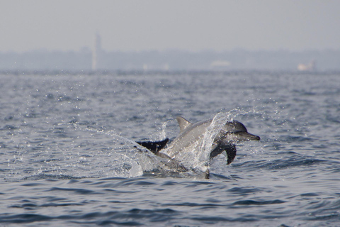 Muscat: Dolphin Watching and Historic Coastline Boat Tour Tour with Pickup and drop