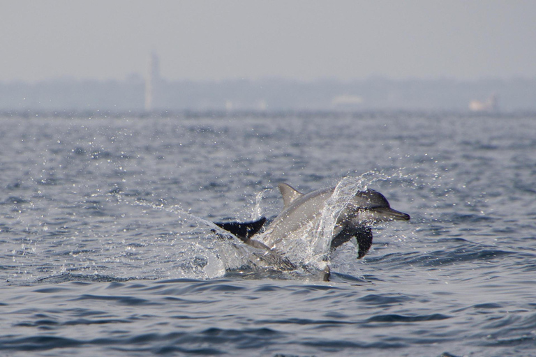 Muscat: Dolphin Watching and Historic Coastline Boat Tour Tour with Pickup and drop