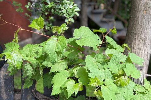 Montréal: Women in Wine Tour with Tastings and Snacks