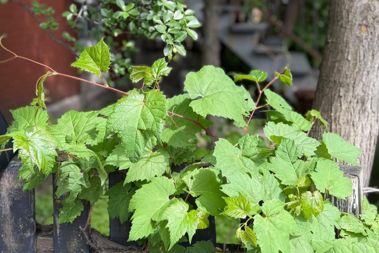 Montréal: Women in Wine Tour with Tastings and Snacks