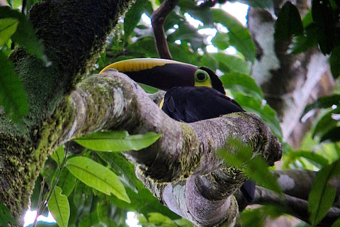 Puerto Jimenez, Corcovado 1 natt 2 dagar ankommer med båt avgår med båt.