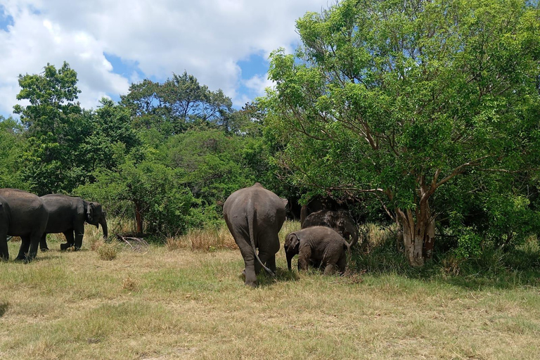 Desde Dambulla: Fortaleza de la Roca de Sigiriya y Safari en Minneriya