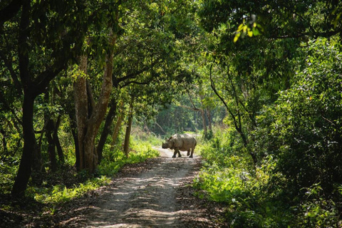 Pokhara : 3 jours de safari dans la jungle au départ de Pokhara