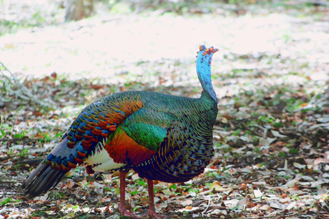 Bacalar: Calakmul Ruins Day Trip with a Stop In The Jungle