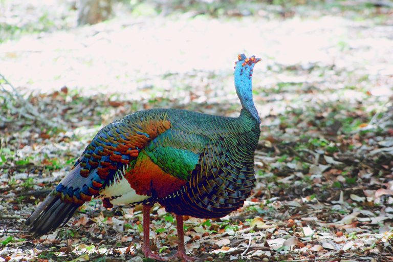 Bacalar: Calakmul Ruins Day Trip with a Stop In The Jungle