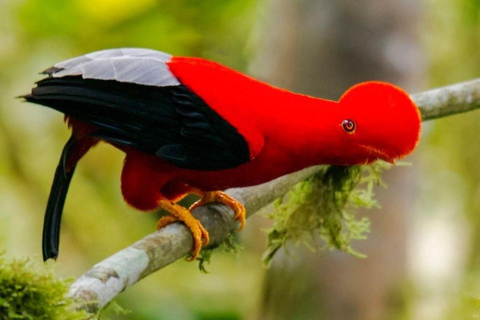 Manu: 8-Day Amazon Wildlife & Jungle Expedition