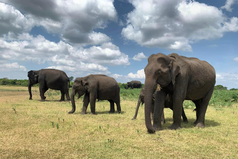 From Ella: Yala Safari with Drop: Tangalle / Mirissa / Galle