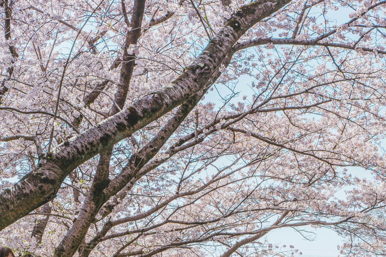 De Nagoya: Castelos e canais em Hikone e Omi HachimanPartida da estação de Nagoya