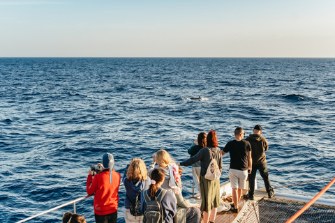 Port d'Alcudia: Sunrise at Sea & Dolphin Watching Boat Tour