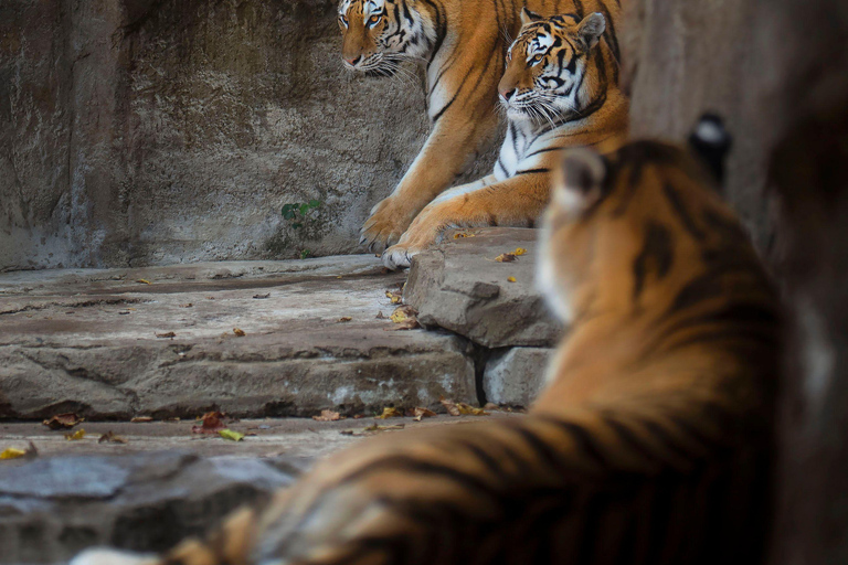 Ranthambore National Park: Core Zone Gypsy safari with Guide Ranthambore National Park: Gypsy Safari with Expert Guide