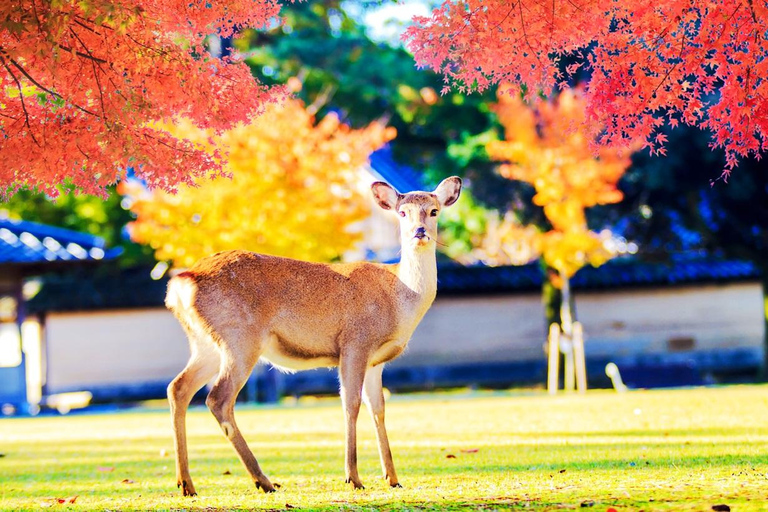 Kyoto/Osaka: Kyoto and Nara World Heritage Day Tour Trip from Kyoto Station 9:50AM