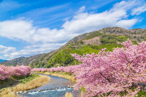 Tokyo to Izu: Kawazu Sakura Day Trip with Train & Pickup 7:00 Pick & Drop from Hotel/BnB (min 2 people)