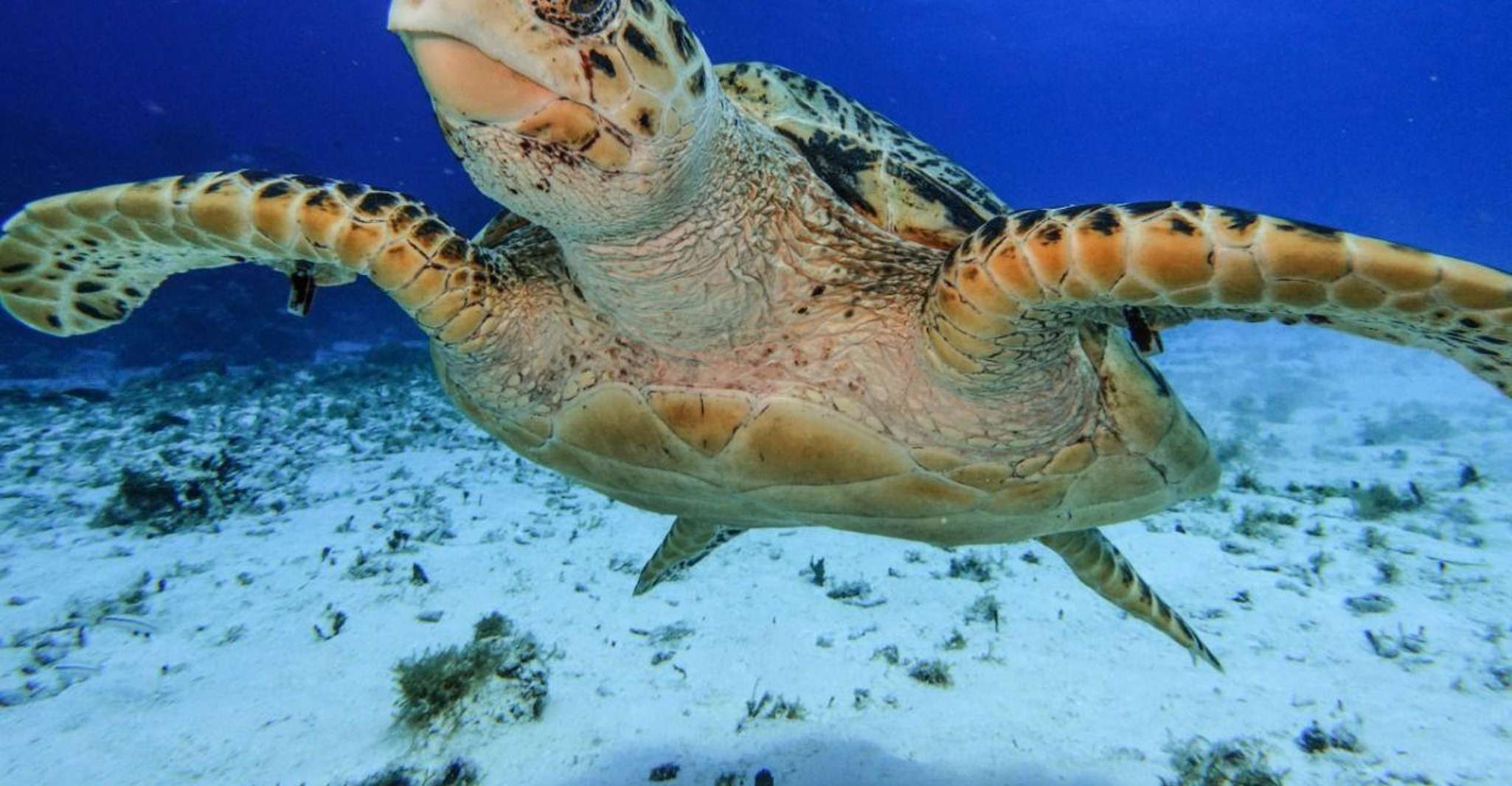 Cozumel, Starfish, Stingrays, and Turtle Bay Snorkeling Tour - Housity