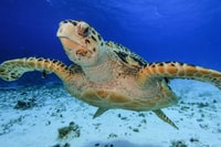 Cozumel, Starfish, Stingrays y Turtle Bay Snorkeling Tour - Housity