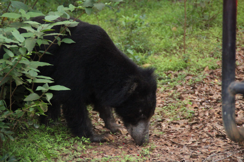 Wilpattu National Park: Half-Day Safari with Meals & Pickup Evening Safari with Meals (From Wilpattu Area)