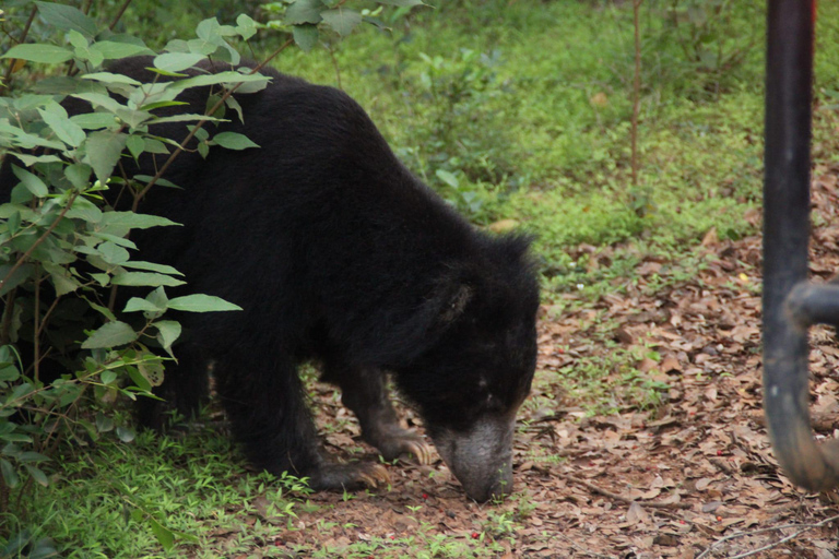 Wilpattu National Park: Half-Day Safari with Meals & Pickup Evening Safari with Meals (From Wilpattu Area)