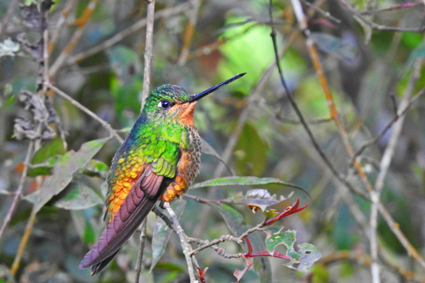 Observação de pássaros em Monserrate Bogotá