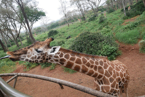 Da Nairobi: orfanotrofio degli elefanti, centro delle giraffe e Bomas