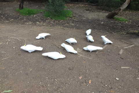 Private Tour of the Great Ocean Road & 12 Apostles