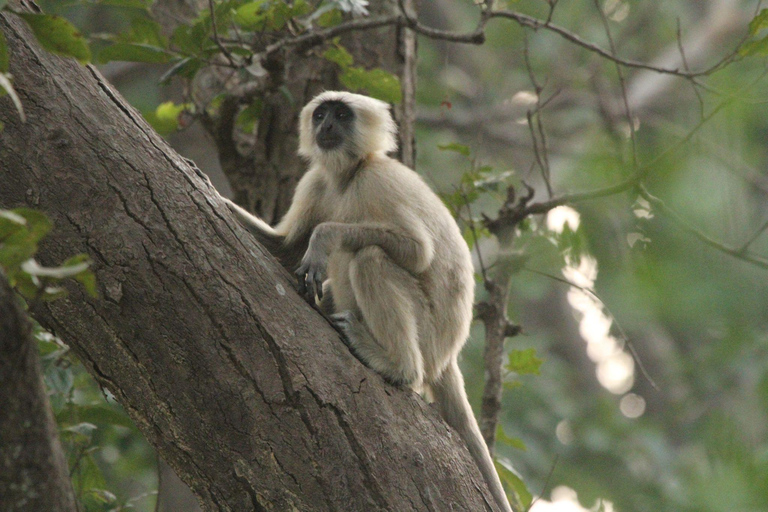From Delhi: Same-Day Wildlife Safari at Sriska and Jhalna Tour with Transportation and Guide only