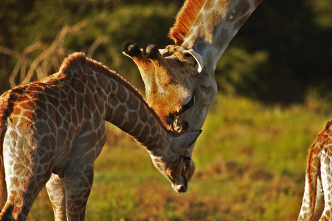 Half-Day Schotia Game Reserve (Open 4x4 Vehicle)