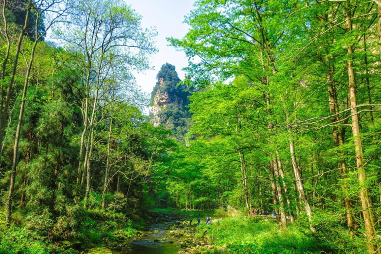 Zhangjiajie: Avatar Forest Park Group Tour or Ticket Big Group Tour with English Guide & Entry Ticket (11-16 ppl)