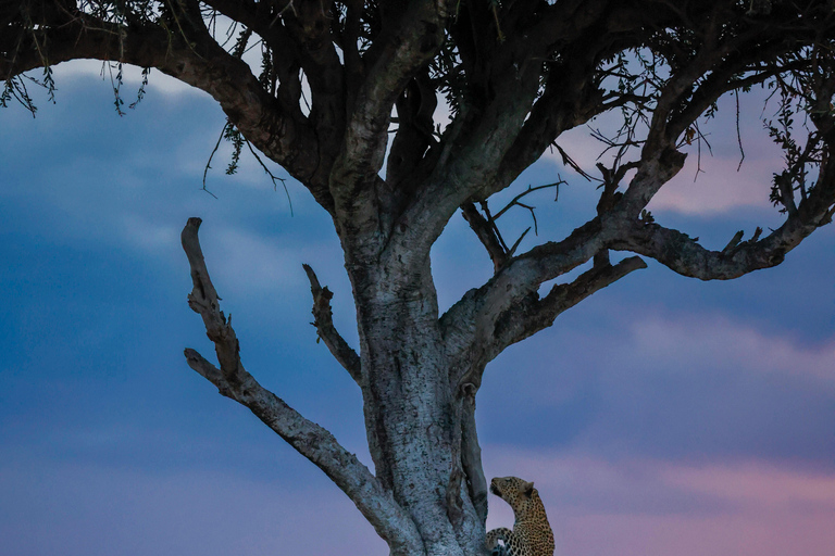 Arusha: 3-Day Tanzania Budget-Friendly Camping Safari