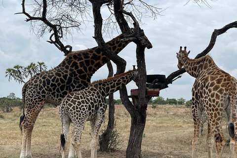 Mombasa: Nguuni Wildlife Walk & Mijikenda Village Experience