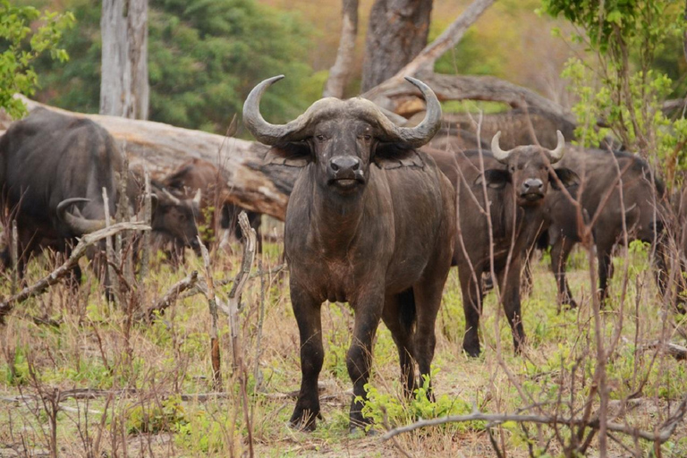 Full Day Safari in Chobe National Park From Victoria Falls