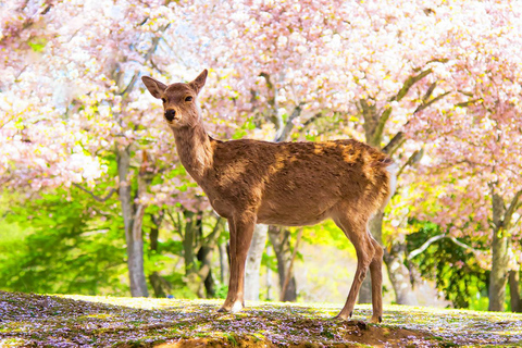 Kyoto Kiyomizu-dera,Nara Park och tempel UNESCO dagstur8:40 möte på Osaka station