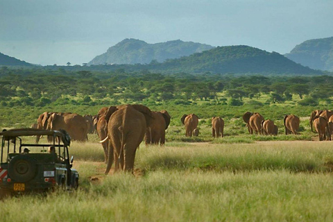 3 Dagen Safari in Samburu, Buffelsbronnen en Shaba Reservaat