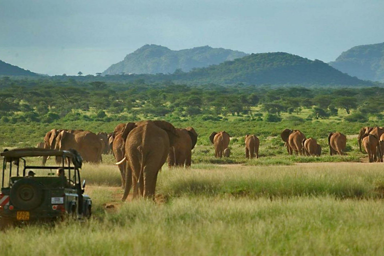 3 Dagen Safari in Samburu, Buffelsbronnen en Shaba Reservaat