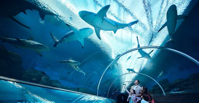 Singapore: Singapore Oceanarium Entrance E-Ticket photo 6